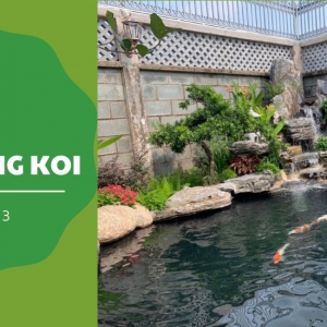 Đơn vị thiết kế, thi công hồ cá Koi - Sơn Hà King Koi